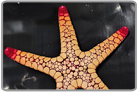 Assorted Color Tile Star